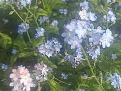 [하이큐 캐릭터들 생일 기념 글/스나히나]너무나도 순진한 너를 좋아한 나