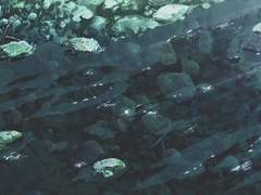 마시로 코쵸우 프로필 (회의커)