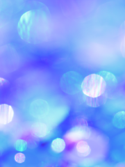 공식전 (네리로즈 드림) 