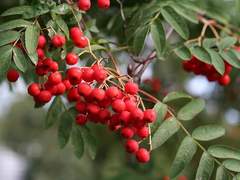 [하이큐 캐릭터들 생일 기념 글/하나히나]게으름