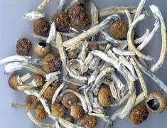 Unlocking the Mind: How Psilocybin Shapes Mental Health - Insights from Experts