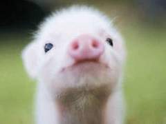 무컨펌싯뽀인장커미션