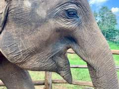 아기 코끼리 담보