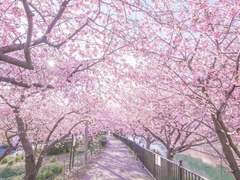 은발의 사무라이에게