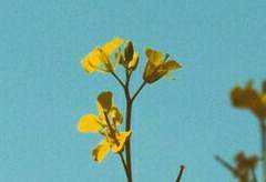 애플 스위티 / XX / 후플푸프