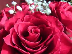 「사쿠마 리츠 드림」 오후 3시에 만나러 와줘