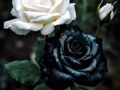 [소을]가을의 부재