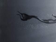 그 수족관에서는