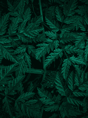 [화산귀환/당보드림] 암향화연(暗香花燕)