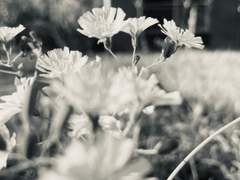 브이틱테스타 마피아 게임