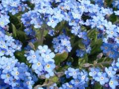 나를 잊지 말아주세요.