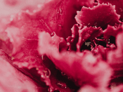 마법을 싫어하는 친구,