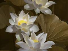 [원신] 종려 환생 드림