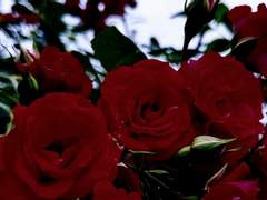 [지우견]손끝에서 핀 불티