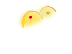 백청의 | XY | 마법 사격학 교수 | 영노 인수