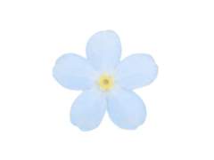 당신에게 피운 꽃은 지지 않아요.