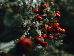 [소설] 해포커, tiptoe over the misletoe (15,994자)