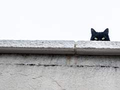 고양이의 마음은 아무도 알 수 없다 4