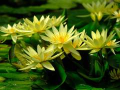 八. 開敷具足(개부구족)(2)