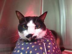 고양이 복막염 증상과 버찌의 치료 일기 1편