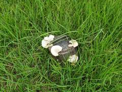 074 고라니 돌봄 모임