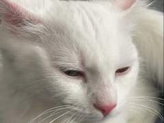 집 나간 고양이 : 02