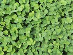 녹음(綠陰)과 닮은 당신에게