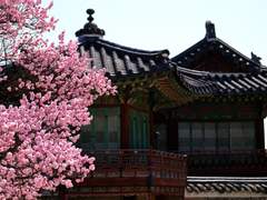 하오문배 대운동회(下汚門杯 大運動會)