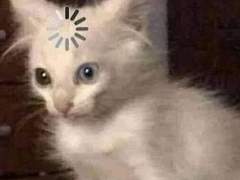 (O)영광굴비사천칠백원