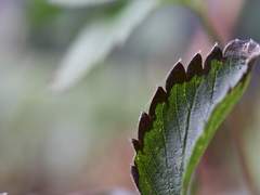 로튼 인페스탄스/불명/무성