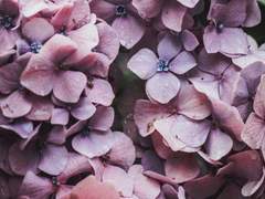 친애하는 수국에게,