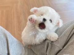 [정재현] 멍줍한 보스의 하루+++