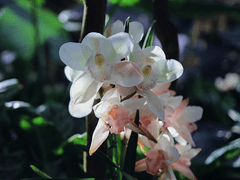 주술회전/무당 드림주