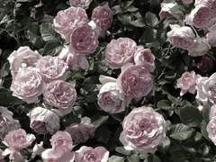 꽃봉오리가 피어날 때, 너와 나도 함께 피어난다.