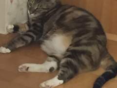 계수의 기세 판단