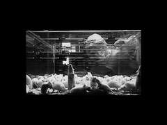 증오는 사랑입니다. 명심하세요.