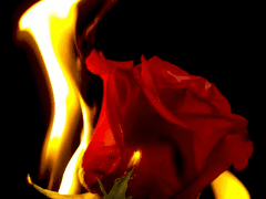 #3 보니&클라이드 증후군 (2)