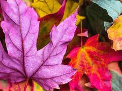 백조의노랫소리