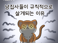 냥집사들이 규칙적으로 살게되는 이유