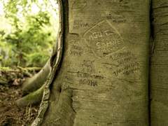 소피에게 보내는 편지