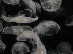 [백도] LOVEBITE , 04