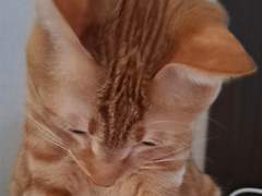 애옹아, 나랑 오래오래... 많은 계절을 함께 하자