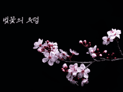 벚꽃의 무덤