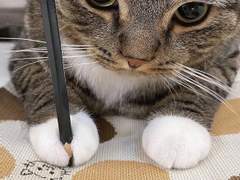 진짜 가출이다냥