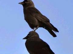 까마귀 수인 드림주 2