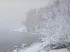 안녕. 나의 겨울, 나의 동백아.