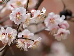 초겨울의 매화꽃