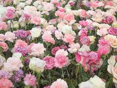 주술회전 랜갠 모십니다