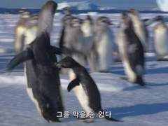 남극의 눈물 타로 커미션