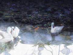 루 / xy / 2.15 / 흑조